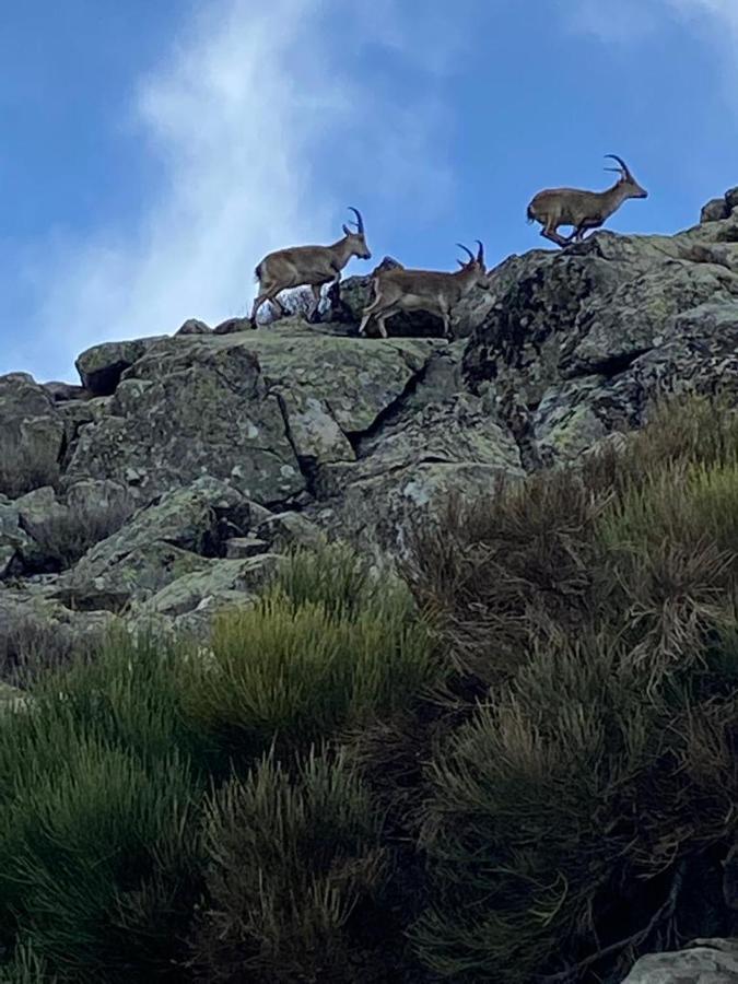El Jazmin De La Fuente Casa Rural Guijo de Santa Bárbara エクステリア 写真